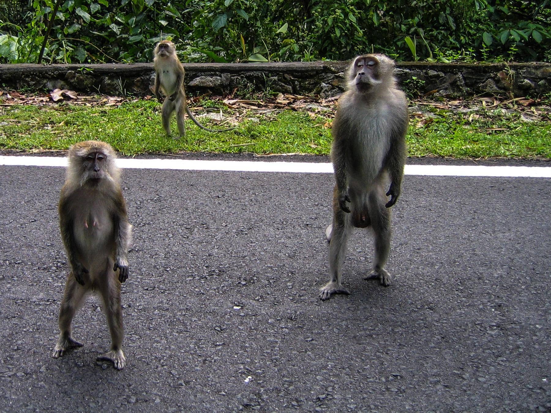 Kuala Lumpur: Tropical heat. Tons of monkeys. What more could you want?