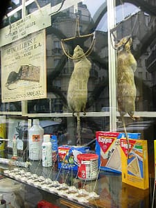 Rats in a Paris France winow