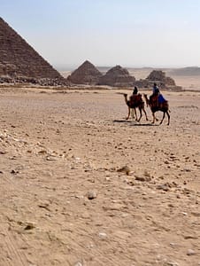 Camels, Egypt Africa 