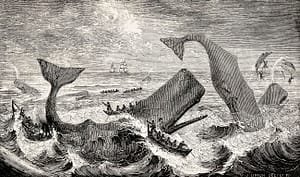 Illustration of the sperm whale
