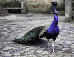 Peacock in Lisbon, Portugal