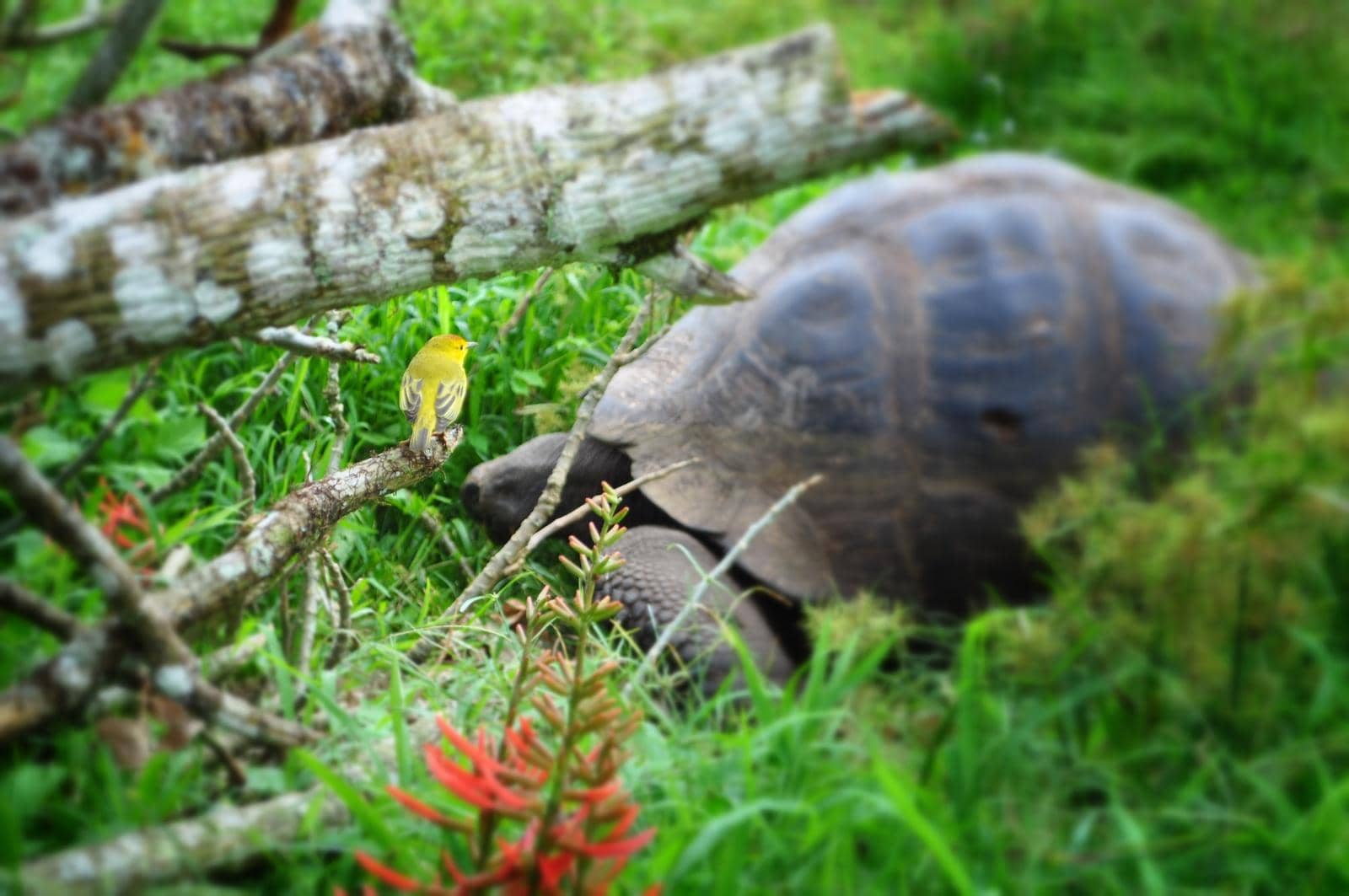 The Galápagos Islands: We take a vacation from Natural Selection.