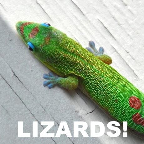Lizards are cool