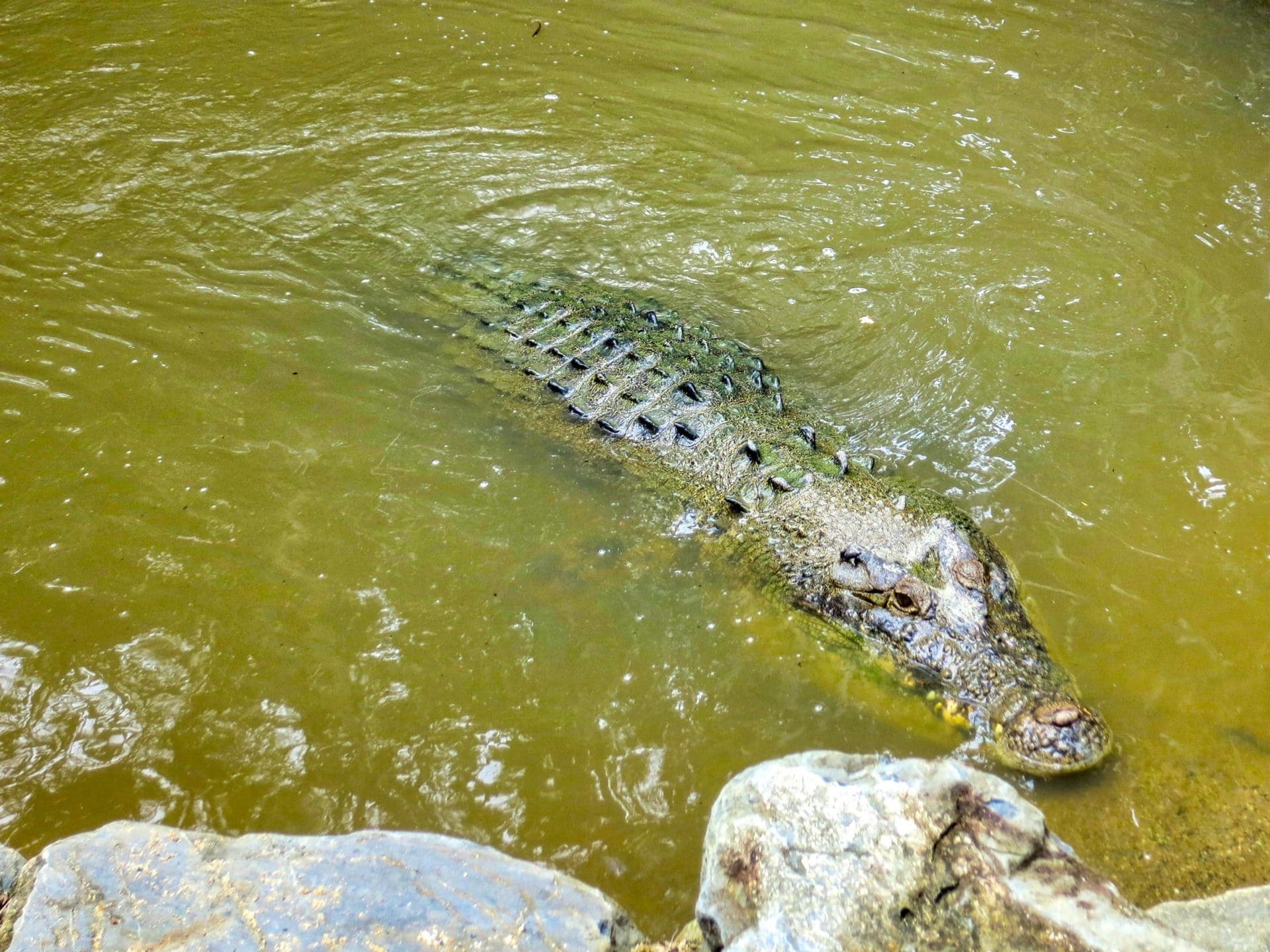 Why you should visit Australia in spite of all the things that could kill you.