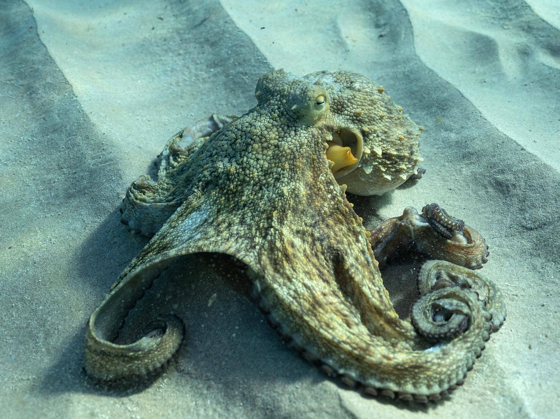 5 reasons why eating octopuses isn’t just disgusting, it’s dangerous.