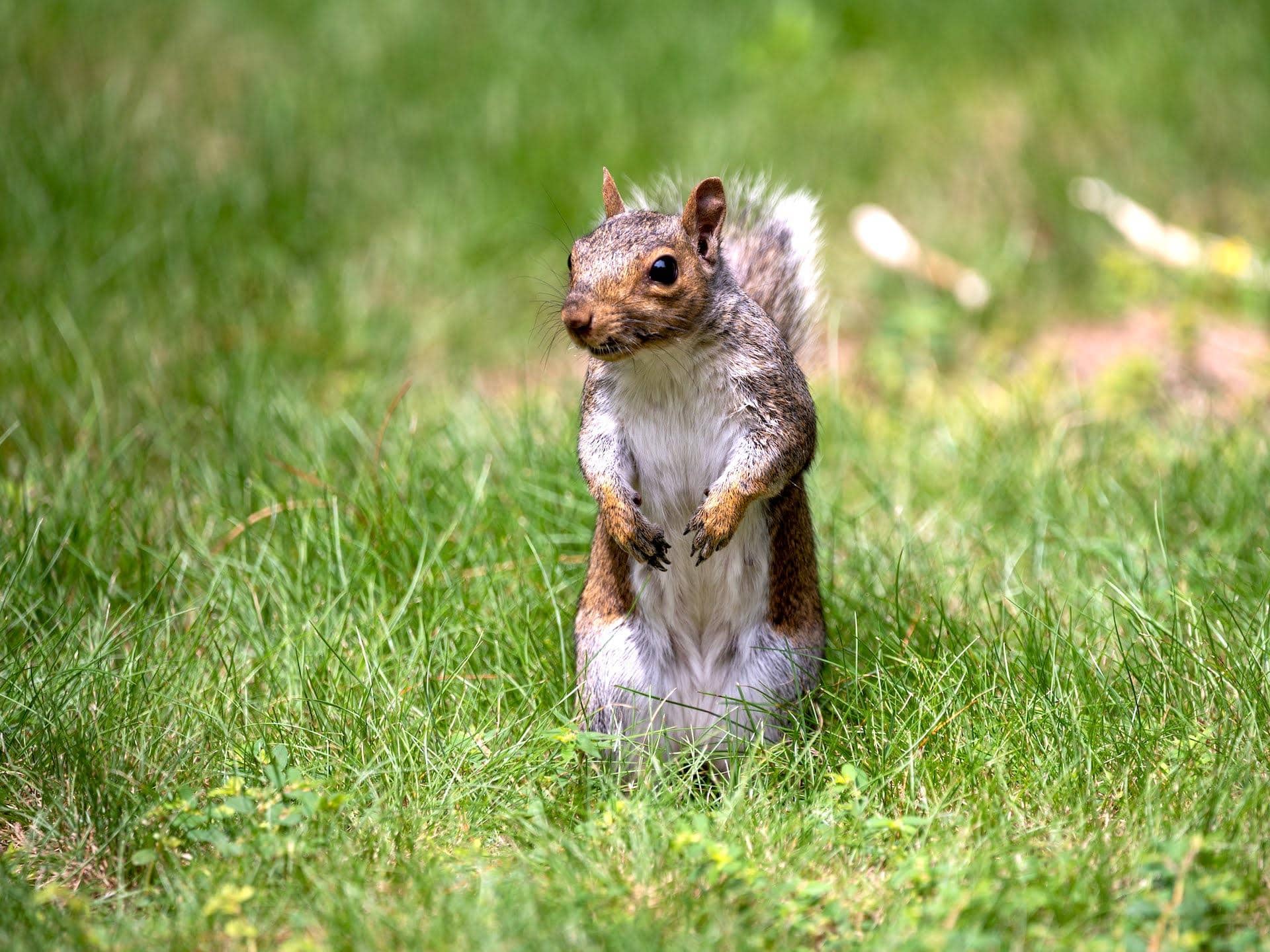 Thoughts I had while watching squirrels flagrantly trespass on my land and steal my acorns.